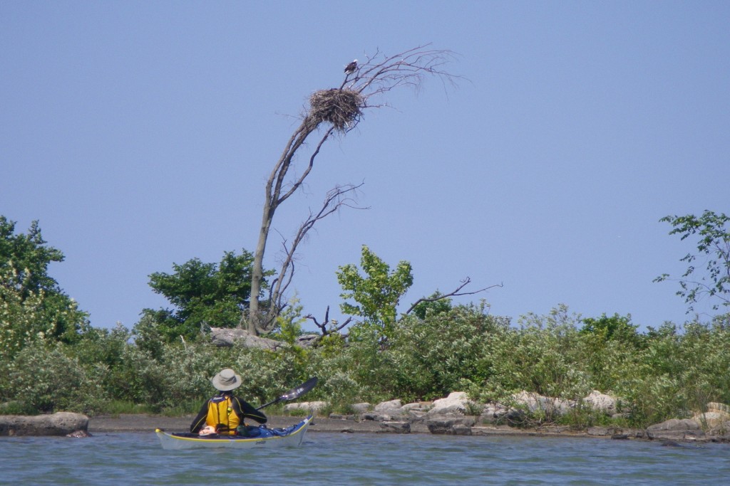 Eagle's nest in the Fishing Islands. 